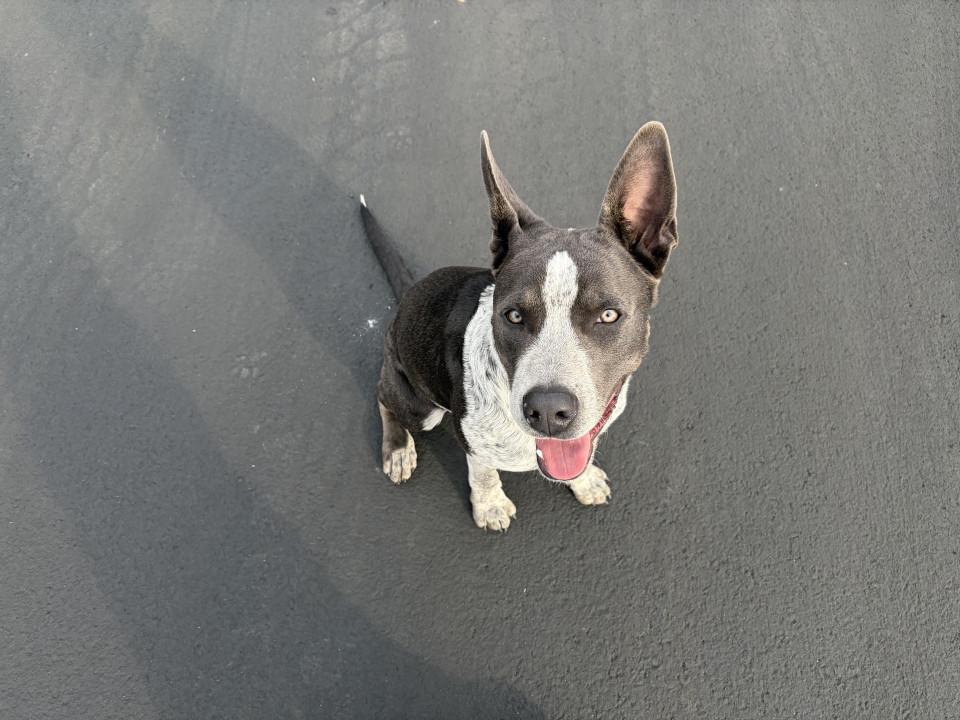 Pet