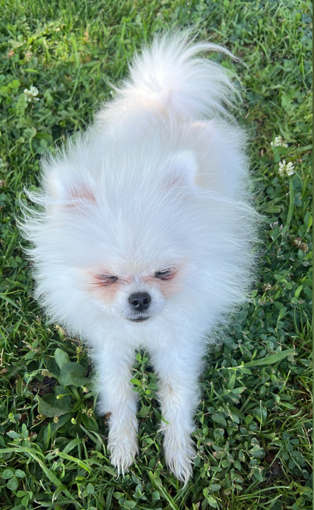 Pet