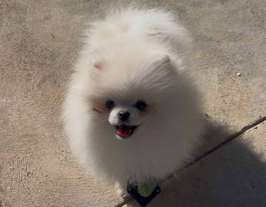 Pet
