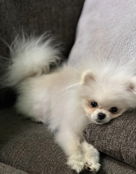Pet