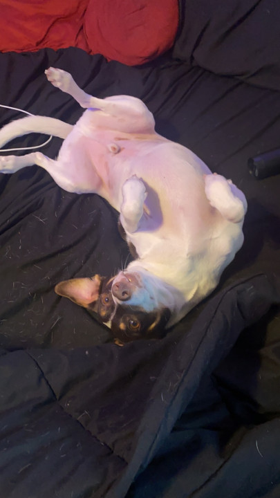 Pet