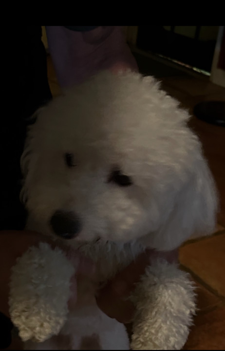 Pet