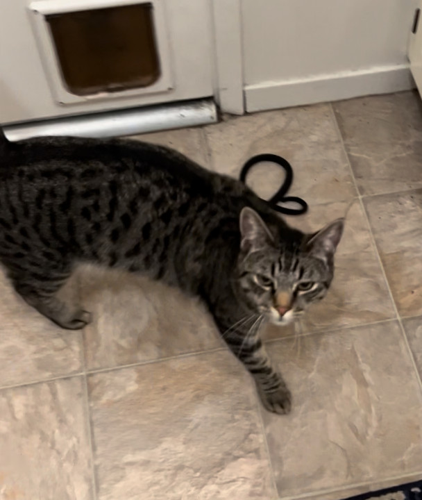Pet