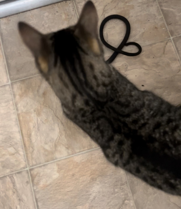 Pet