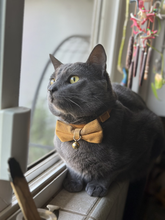 Pet