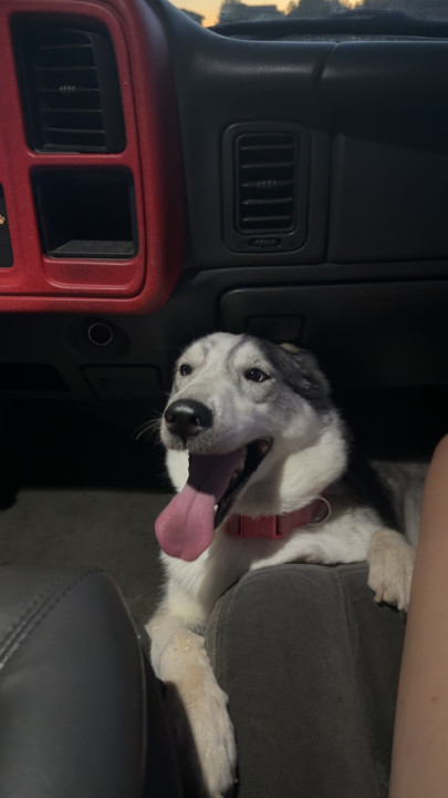 Pet