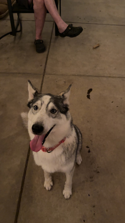 Pet