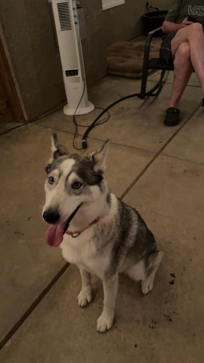 Pet