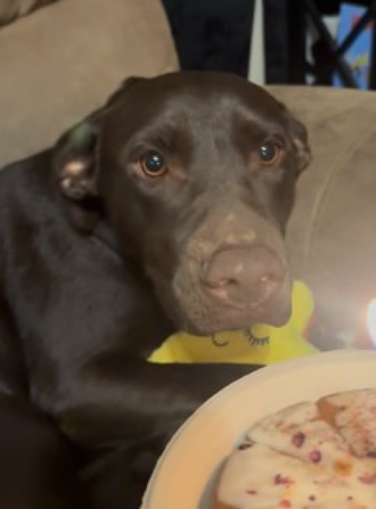 Pet