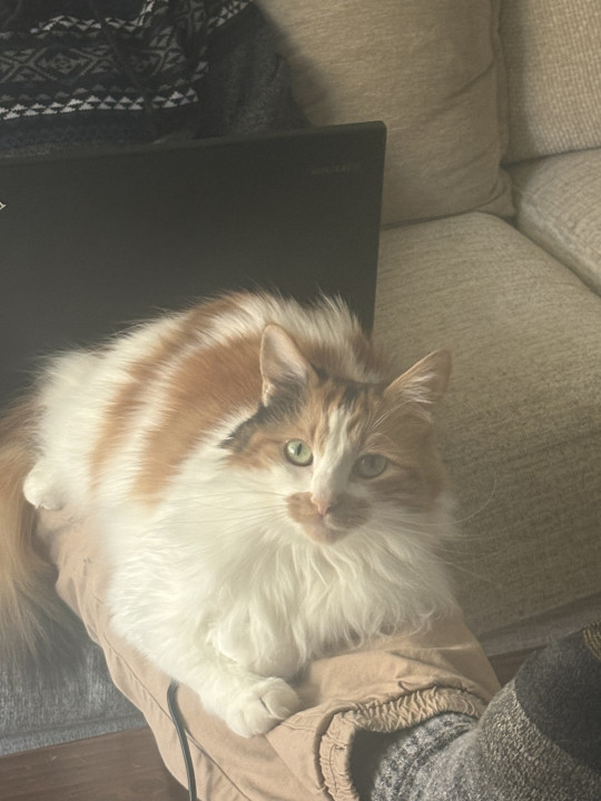 Pet