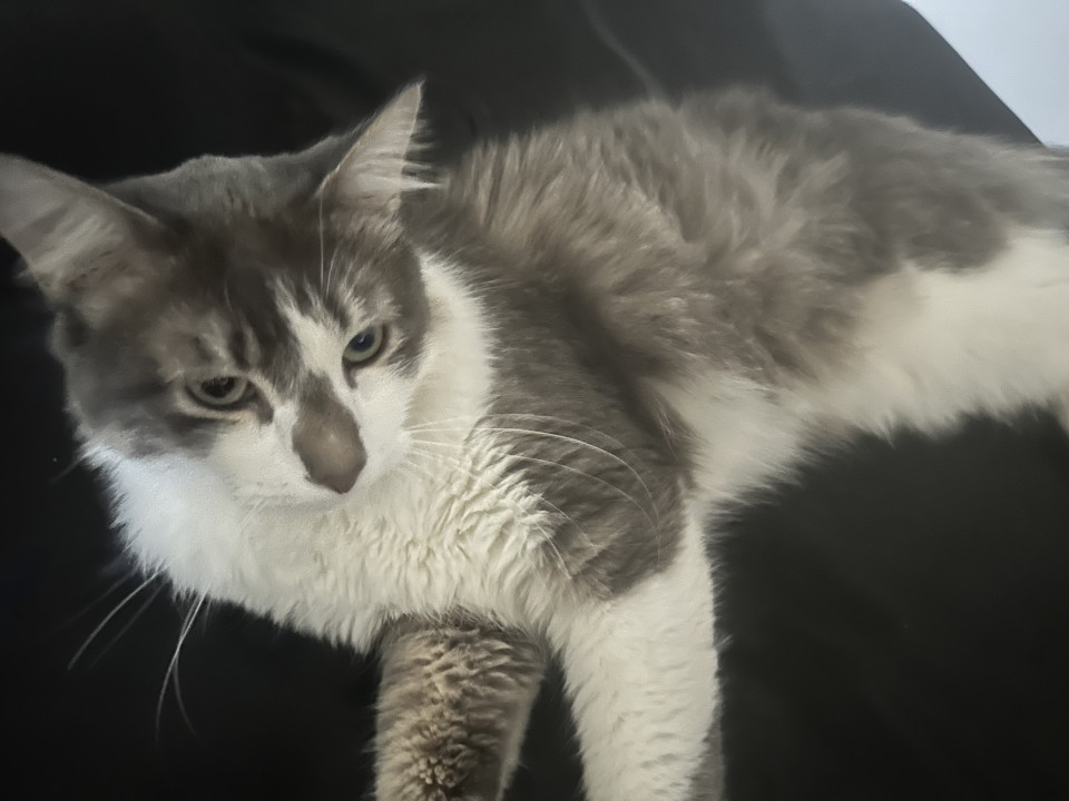 Pet