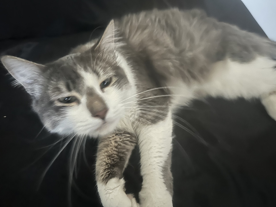 Pet