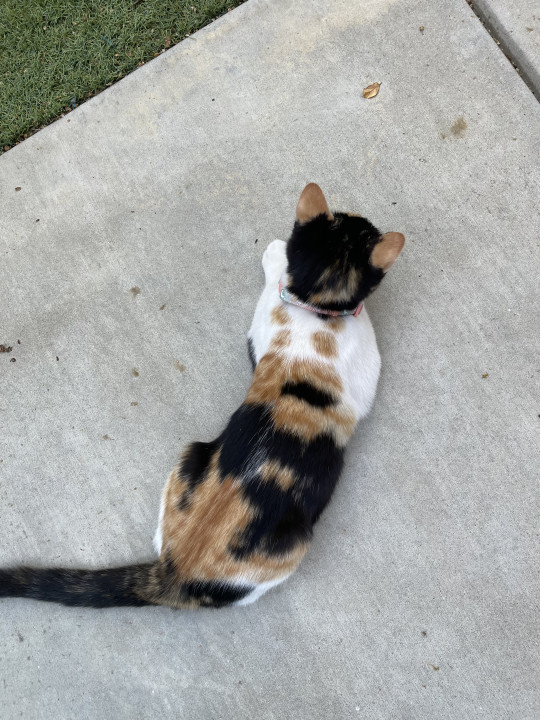 Pet