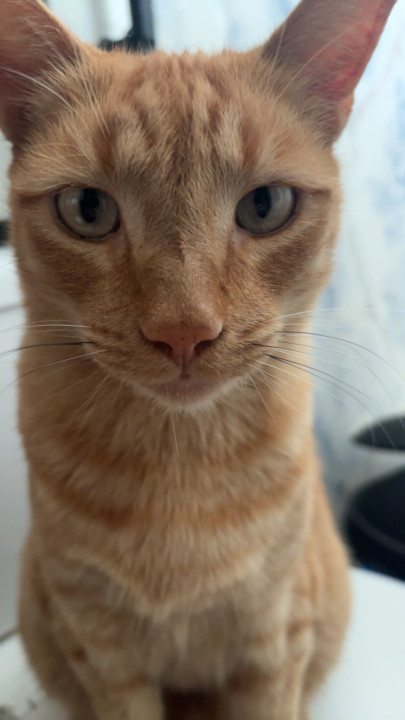 Pet