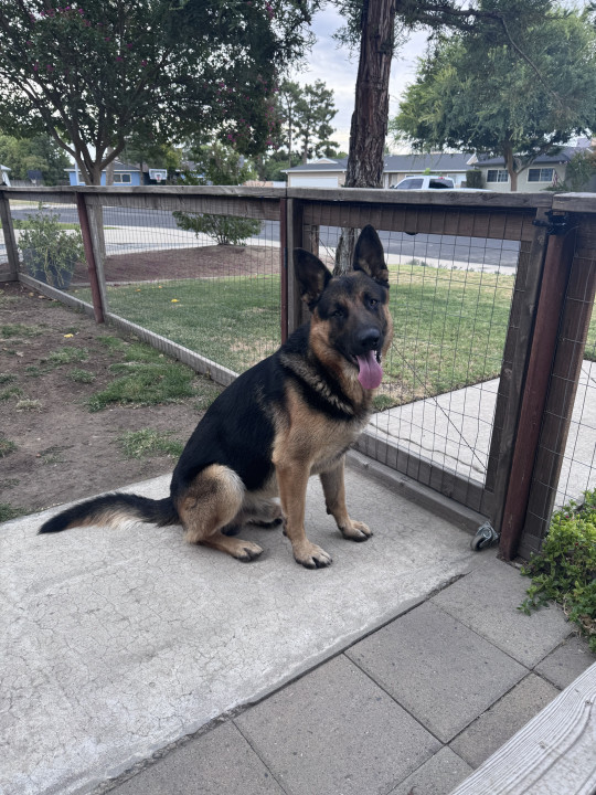 Pet