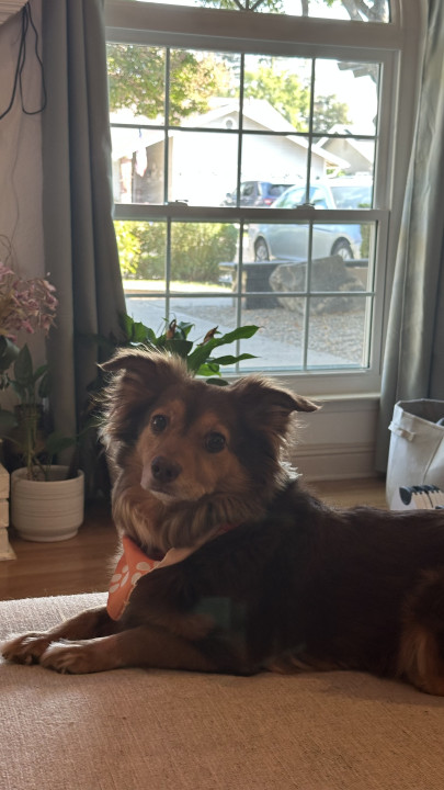 Pet