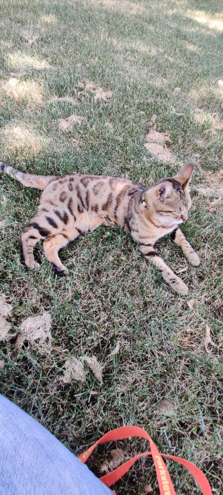 Pet