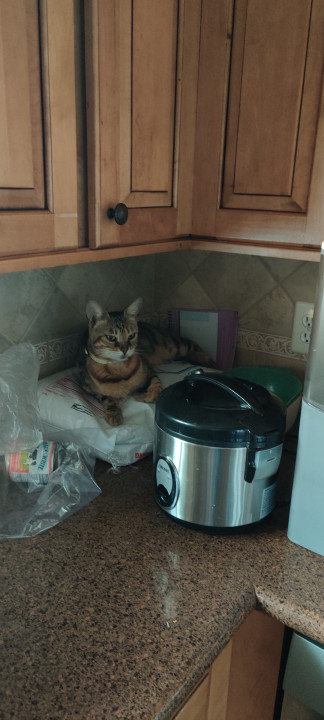 Pet