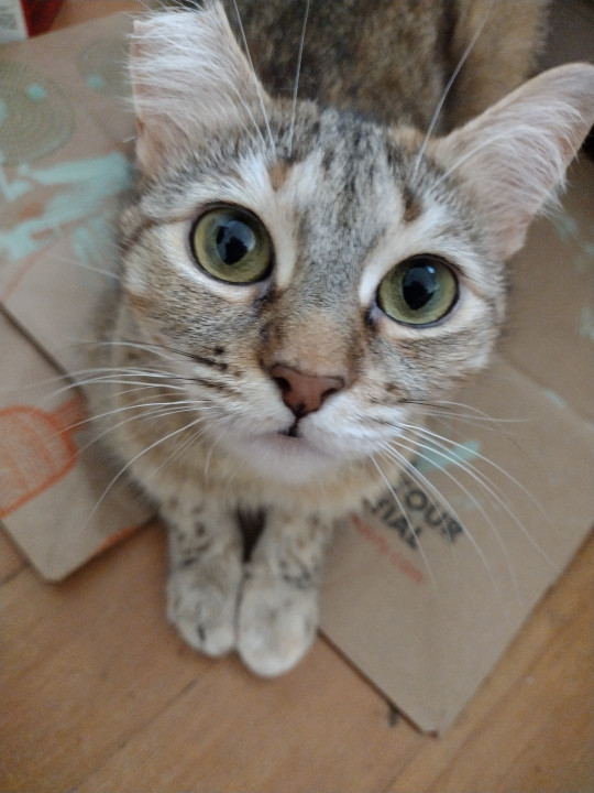 Pet
