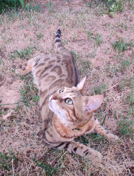 Pet