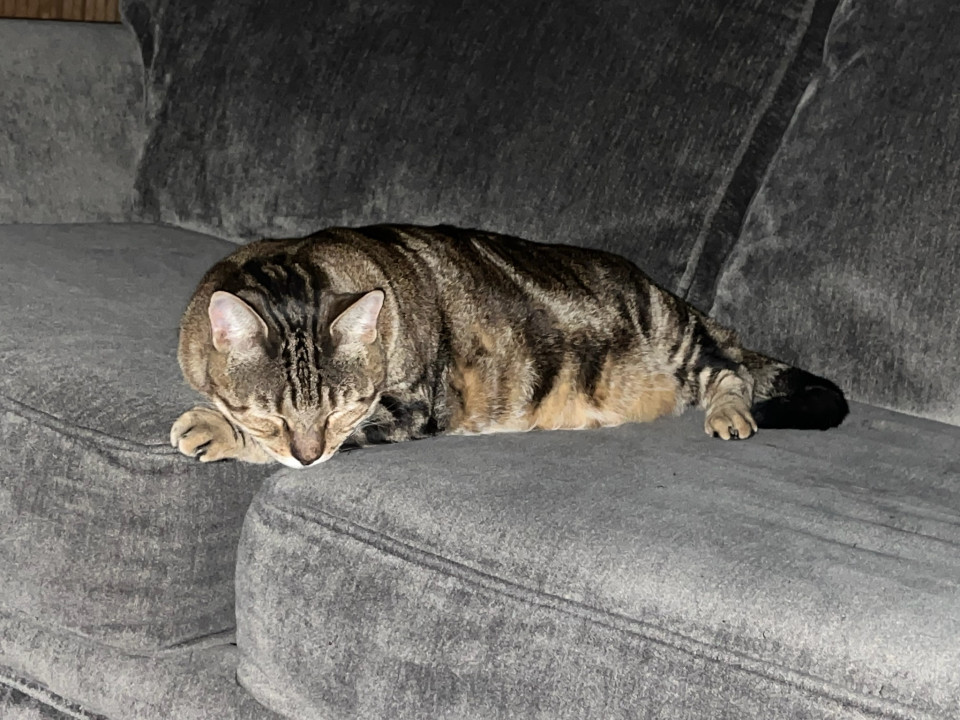 Pet