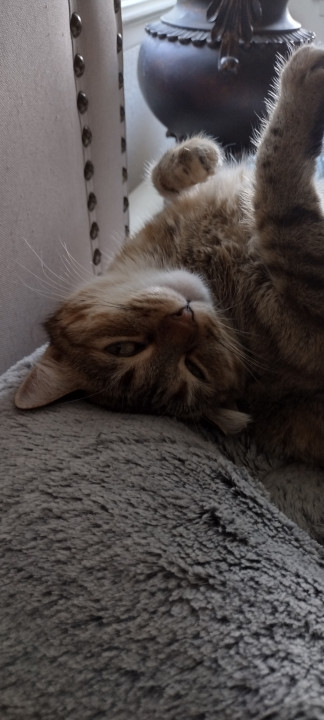 Pet