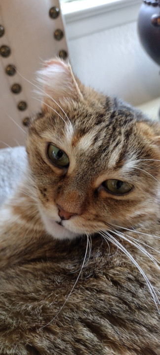 Pet