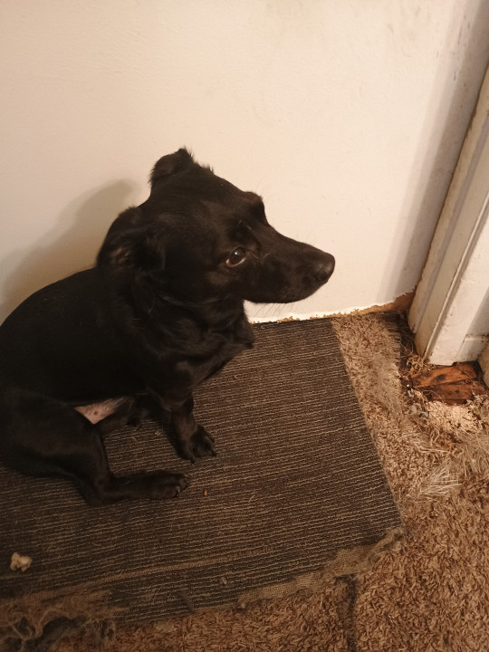 Pet