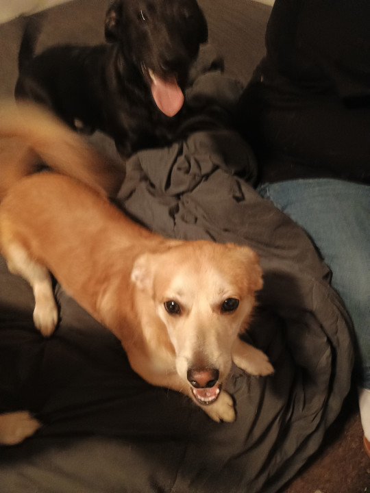 Pet