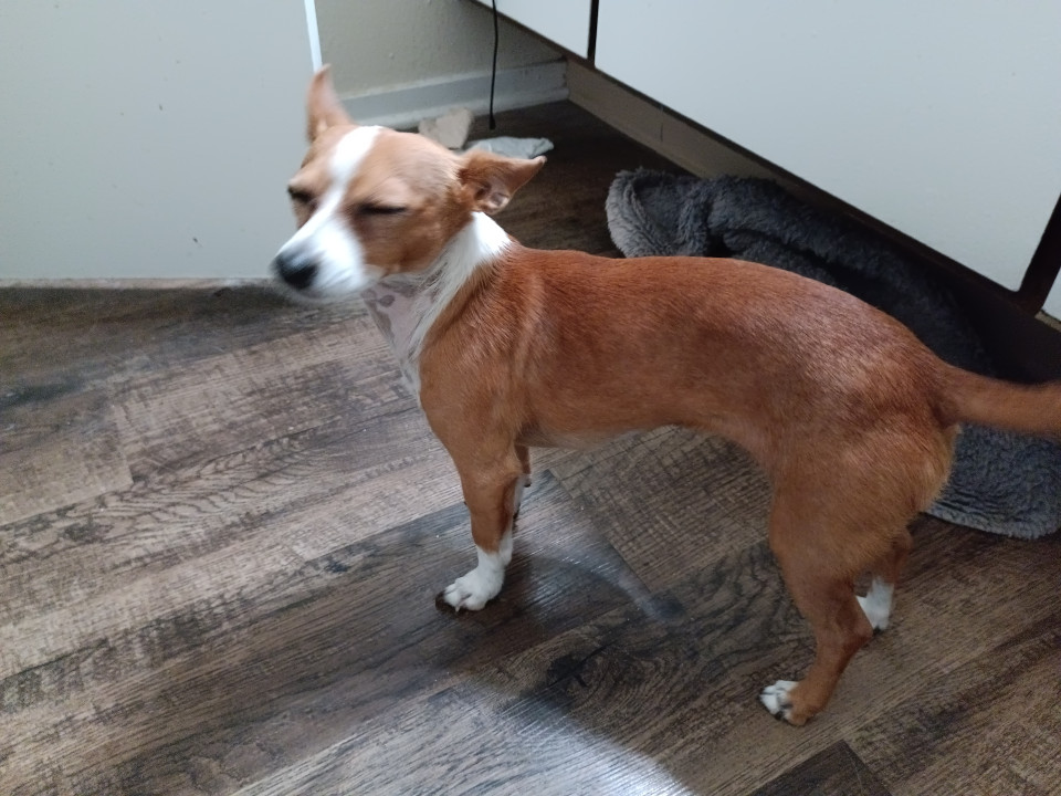 Pet