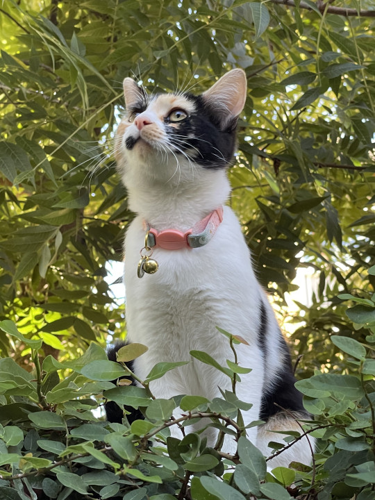 Pet