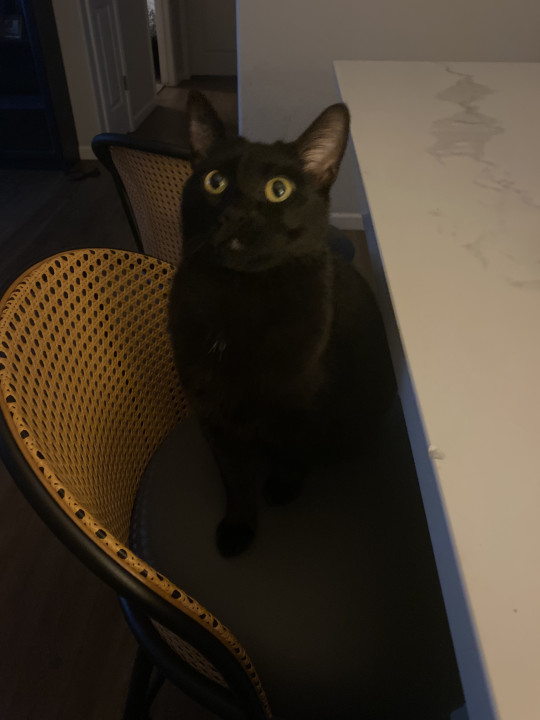 Pet