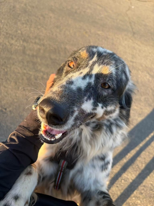 Pet