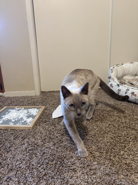 Pet