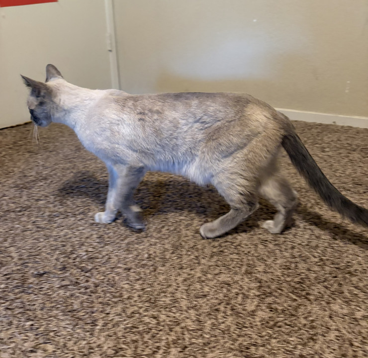 Pet