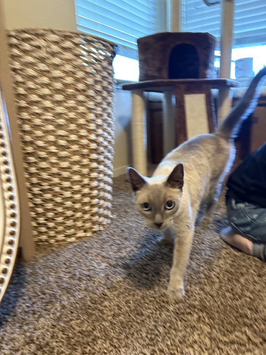 Pet