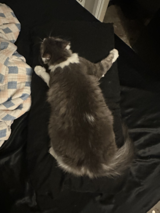 Pet