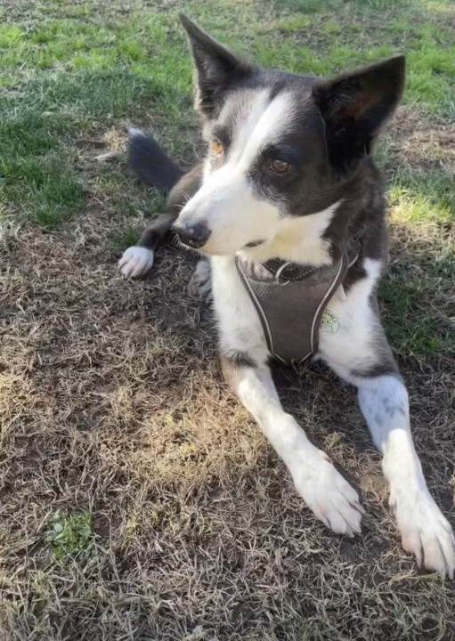 Pet