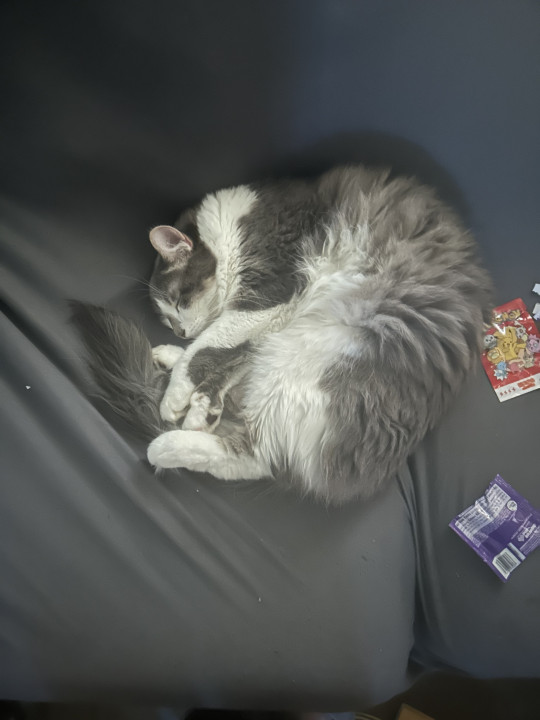 Pet