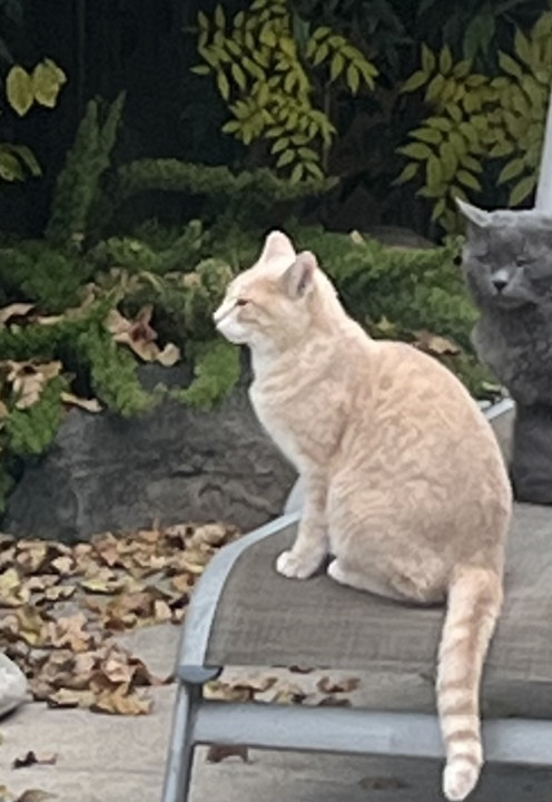 Pet