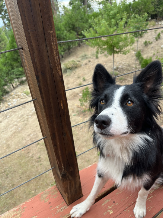 Pet