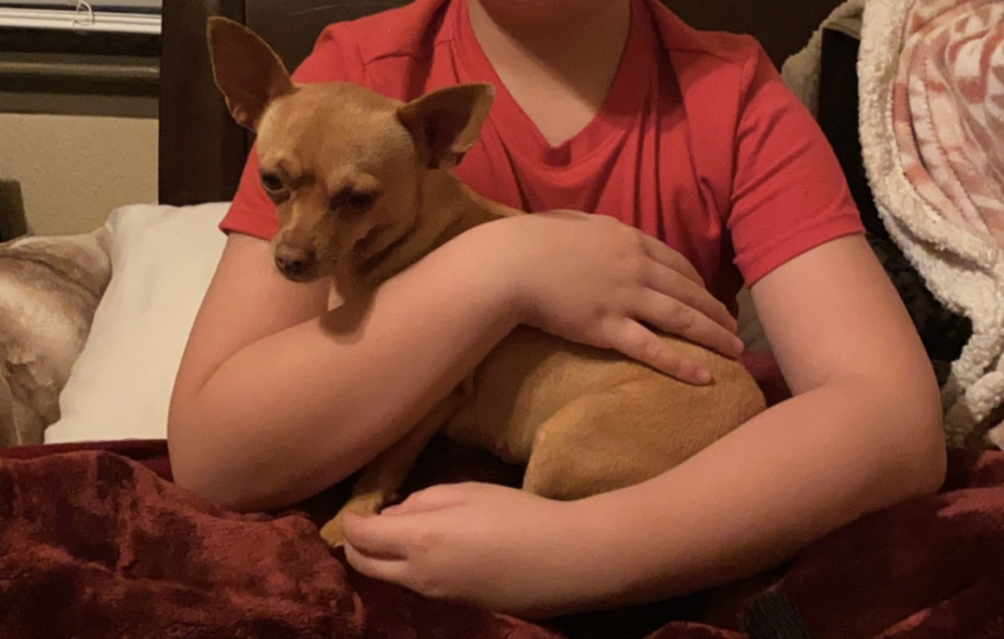 Pet