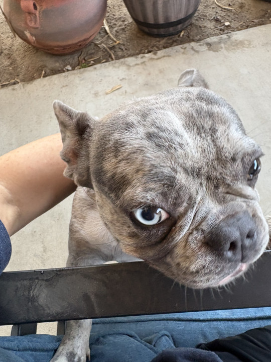 Pet