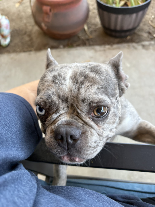 Pet
