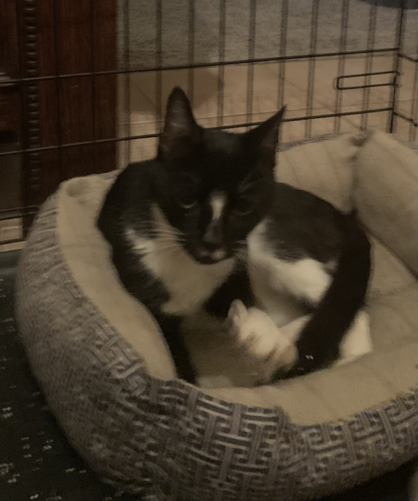 Pet