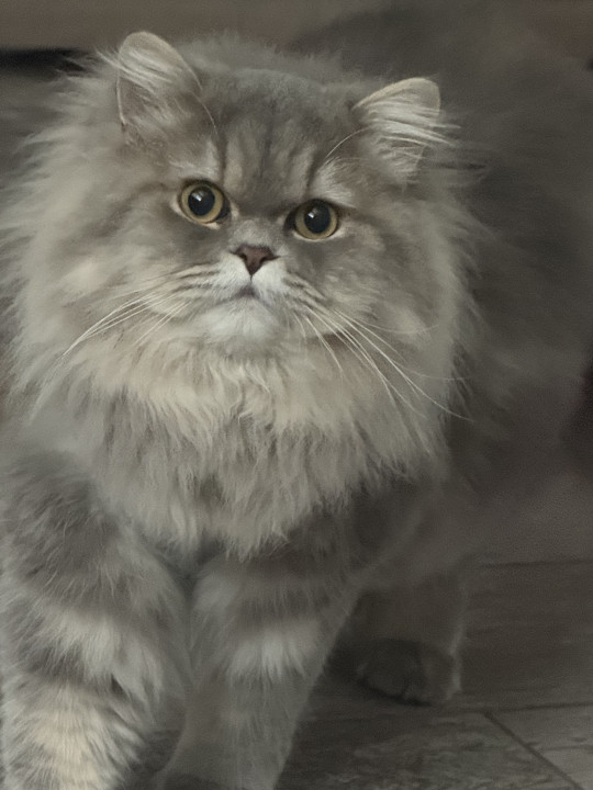 Pet