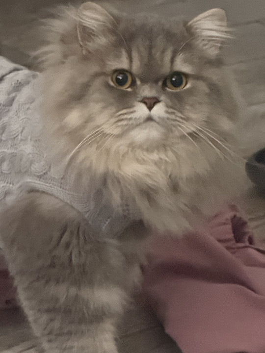 Pet
