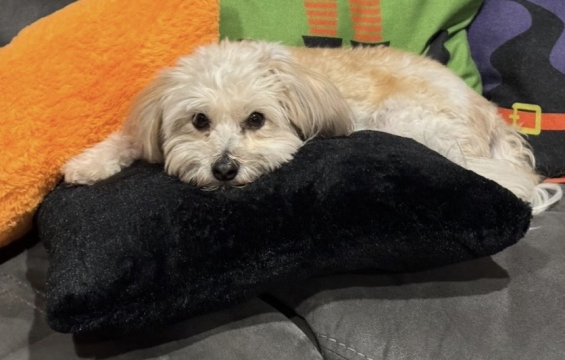 Pet