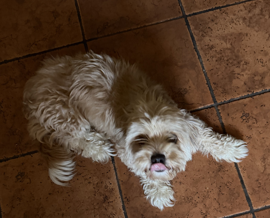 Pet