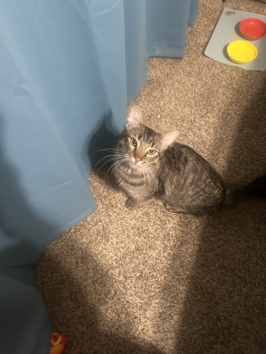 Pet